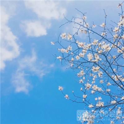 龙珠次元战手游bt版下载